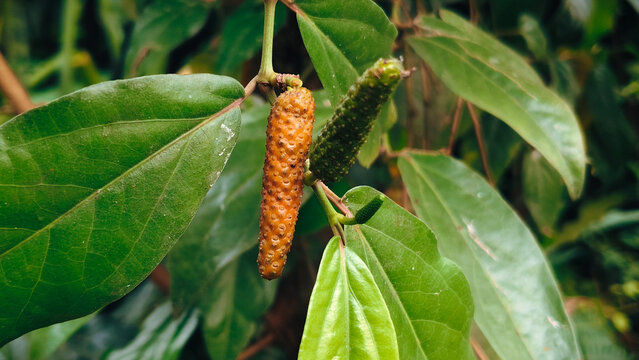 Ripe Indonesian long pepper or Cabe Jawa in a tropical garden, used as traditional herbal medicine