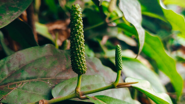 "Unripe green Indonesian long pepper or Cabe Jawa in a tropical garden, cultivated for herbal medicine