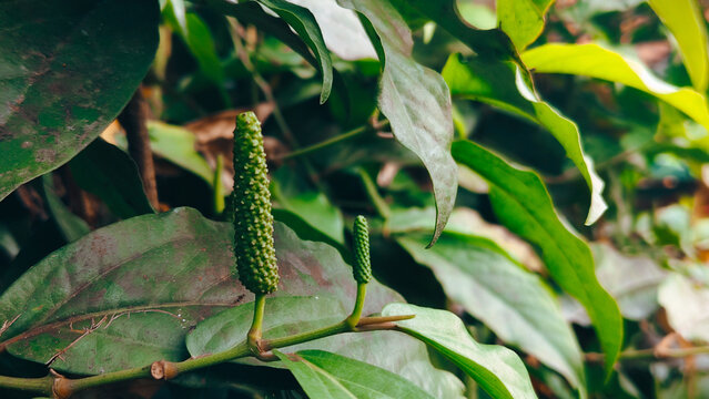 "Unripe green Indonesian long pepper or Cabe Jawa in a tropical garden, cultivated for herbal medicine