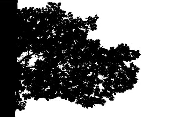 Fototapeta premium Vector illustration of a natural large oak branch. Silhouette. White background.
