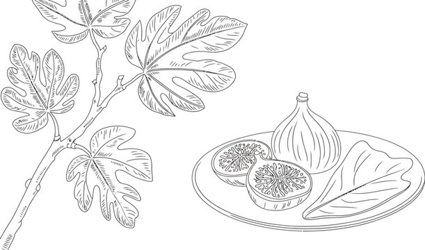 Line Art Illustration of Fresh Figs and Fig Leaves on Branch Vector Illustration on White Background.