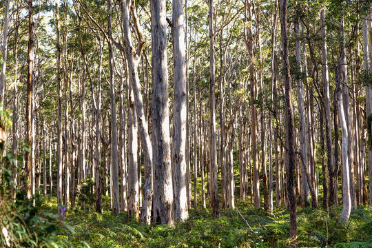 Photo of Karri tree forest in Margaret River region of Western Australia, taken during afternoon golden hour to enhance the natural light and shape of trees.