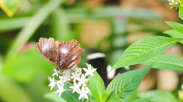 Brown Butterfly Perched on White Flowers in a Tropical Rainforest Garden