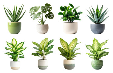Fototapeta premium PNG Vibrant potted indoor plants on transparent background