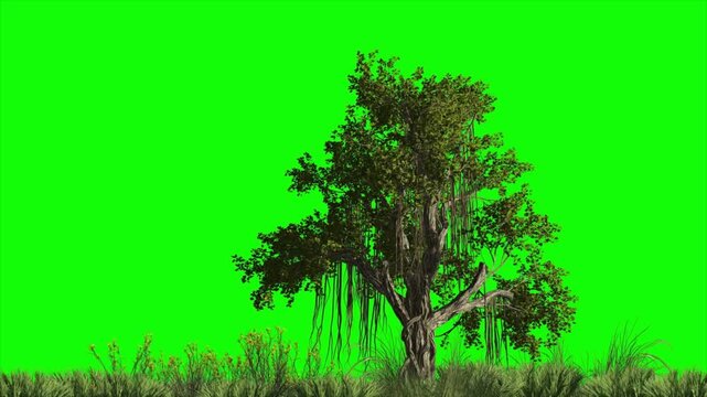 Ancient banyan tree on green screen background, tropical nature animation with alpha channel, chroma key forest element, 4k motion graphics