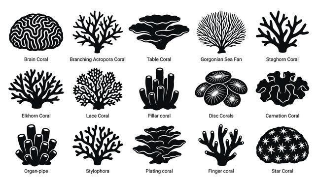 Black and White Vector Icons of Various Coral Types for Marine Biology
