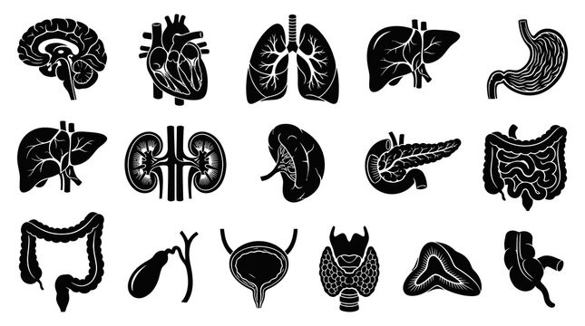 Medical Anatomy Human Internal Organs Black and White Silhouette Glyphs Vector Icons Set