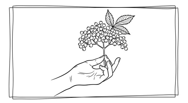 Hand holding elderberry branch with berries and leaves, botanical illustration, line art, organic growth concept