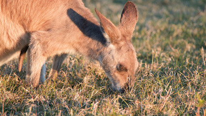Close-up of a Young Kangaroo Joey Grazing in a Sunlit Field © blueringmedia