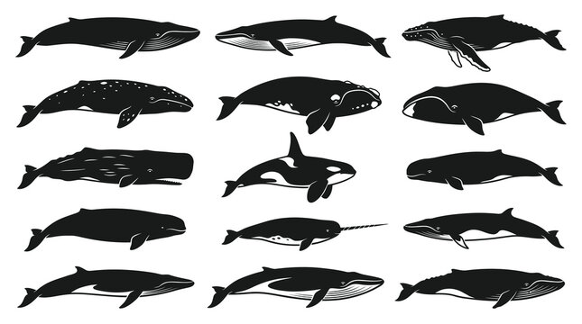 Diverse Marine Life Whales Silhouette Vector Icons Set. Black and White Cetacean Species Collection