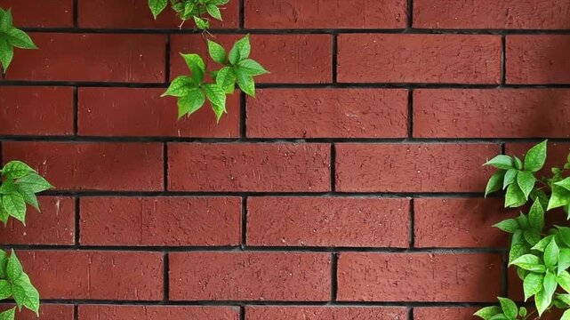 Red brick wall background with green climbing leaves, natural textured masonry surface, decorative garden backdrop, seamless outdoor architecture, 4k video