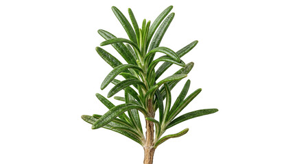 Fototapeta premium Vibrant Green Rosemary Herb Sprig Isolated on Transparent Background