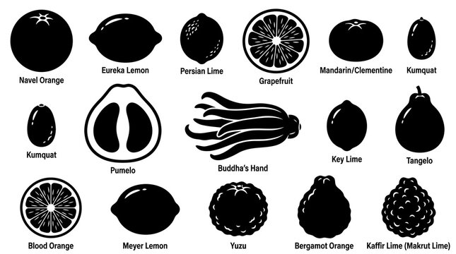 Black and White Citrus Fruit Icons Set - Healthy Food Icons