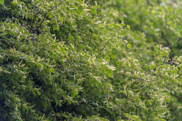 Fototapeta premium Dense green shrub foliage with small serrated leaves in soft natural light