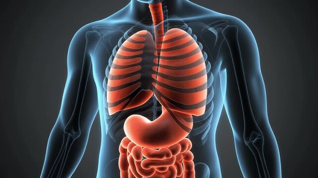 Human Digestive System Anatomy Illustration.