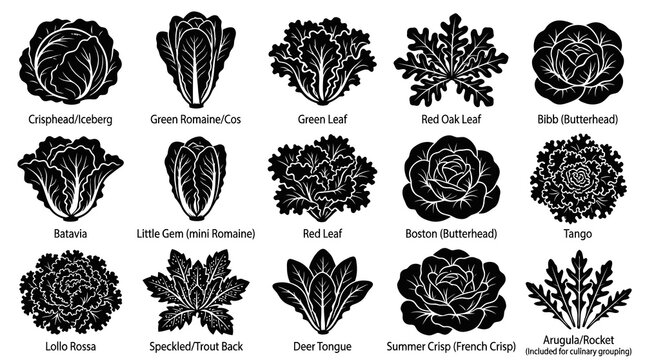 Vegetable Food Industry Black and White Vector Icons: A Collection of Lettuce and Leafy Green Silhouettes