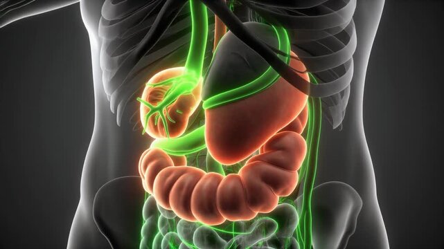 Human Digestive System Anatomy Illustration Sequence.