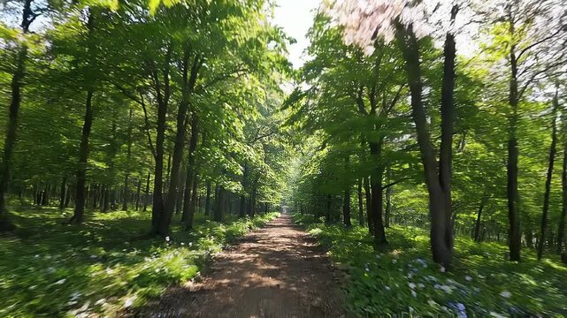 Four seasons timelapse transition spring summer autumn winter concept. Spring forest path with melting snow and fresh green leaves in a peaceful woodland landscape