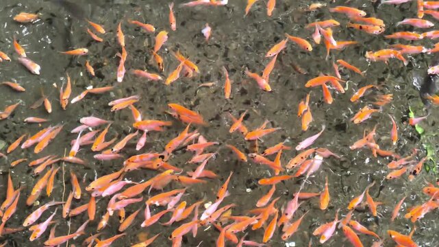 High angle view of school of orange tilapia fingerlings swimming in a freshwater pond, aquaculture fish farming concept.