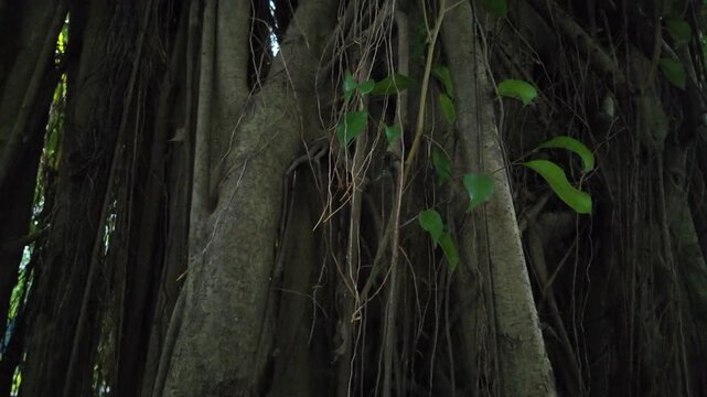 A low angle cinematic vertical tilt up shot moving along the massive hanging aerial roots and thick curtains of a giant ancient banyan tree.