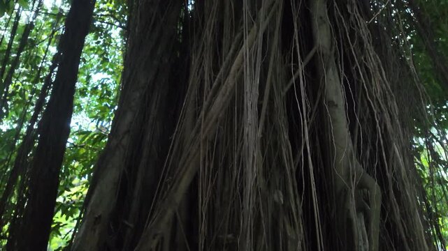 A wide low angle tilt up camera shot rising through a mysterious, dark forest made of countless hanging banyan tree roots and vines.