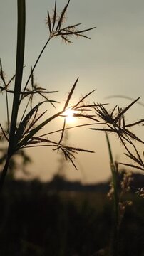 Cyperus rotundus growing under warm evening sunlight, highlighting natural grass-like foliage in a tropical outdoor setting.