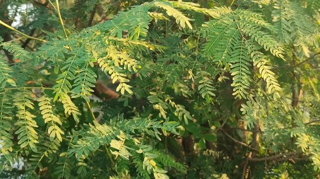 Leucaena leucocephala tree with green leaves and seed pods, showing tropical multipurpose plant in natural environment.