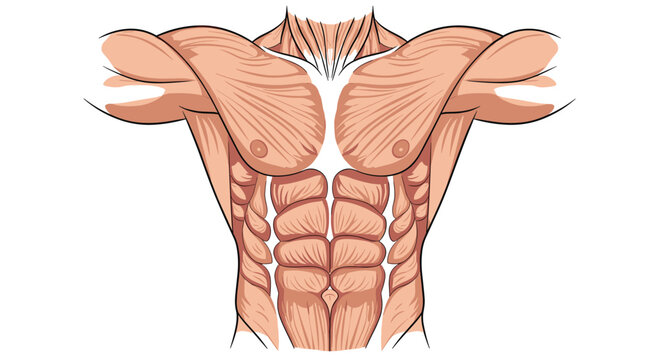 Detailed anatomical illustration of the human male upper body showcasing well defined pectoral muscles, abdominal muscles, and shoulders.