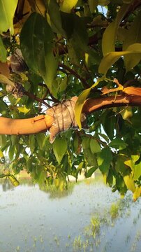 Simple air layering technique on wax apple tree branch, showing traditional vegetative propagation method for home gardening.