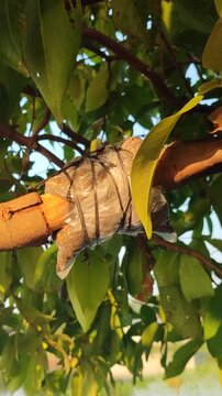 Simple air layering technique on wax apple tree branch, showing traditional vegetative propagation method for home gardening.