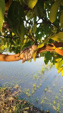 Simple air layering technique on wax apple tree branch, showing traditional vegetative propagation method for home gardening.