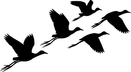 Fototapeta premium black jacana birds flying in the air