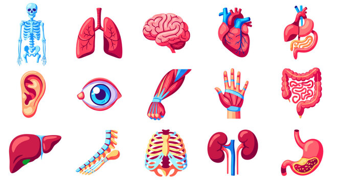 Human internal organs and skeletal system icons