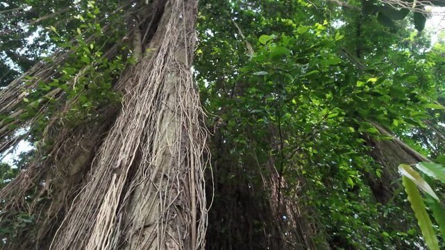 A close-up horizontal tracking shot showing a dense wall of stringy banyan tree hanging roots and brown vines clumping together.
