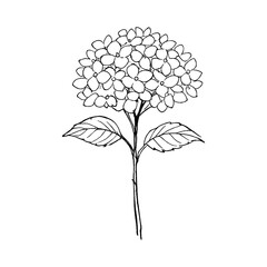 Obraz premium PNG Minimalist floral line art