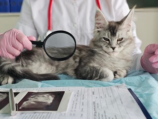 Maine coon cat receiving check-up at veterinary clinic with veterinarian using magnifying glass © Nadzeya