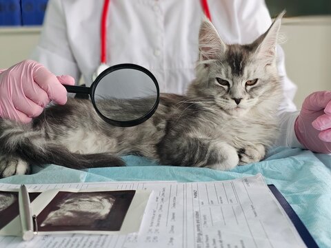 Maine coon cat receiving check-up at veterinary clinic with veterinarian using magnifying glass