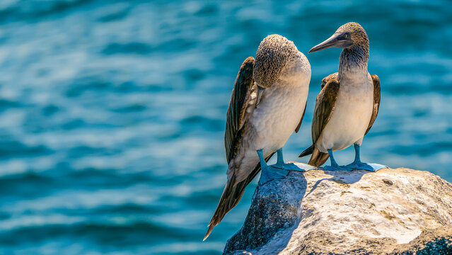 Pair of Blue Footed Boobies Preening on Coastal Rock in Galapagos Islands Ecuador