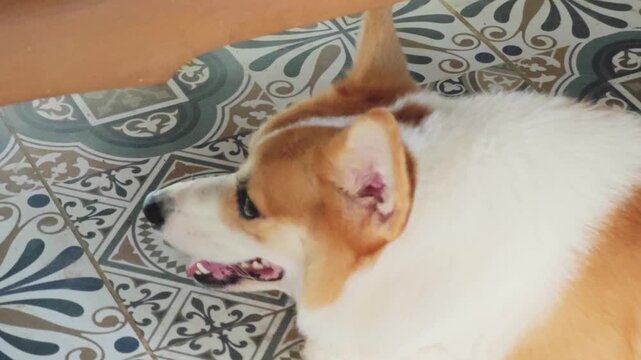 Side view of a cute Welsh Corgi dog lying on patterned floor tiles.