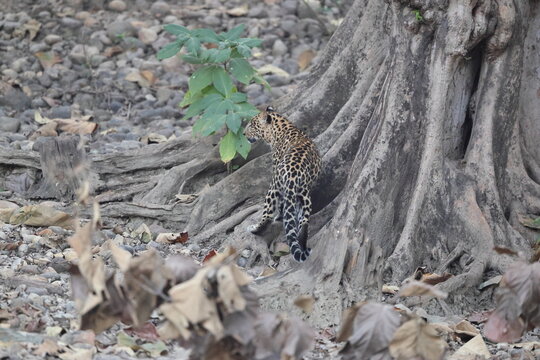 The Indian leopard (Panthera pardus fusca) is a subspecies of the leopard (P. pardus). It is widely distributed on the Indian subcontinent.