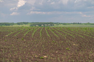 Obraz premium Young crop seedlings sprouting across freshly tilled rural field under cloudy sky