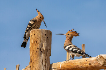 Hoopoe. © pityke70