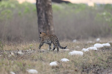 Naklejka premium The Indian leopard (Panthera pardus fusca) is a subspecies of the leopard (P. pardus). It is widely distributed on the Indian subcontinent.