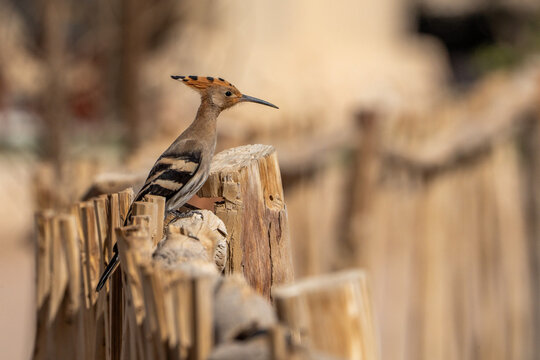 Hoopoe.