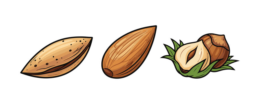 Healthy snack food vector collection with assorted shelled nuts.