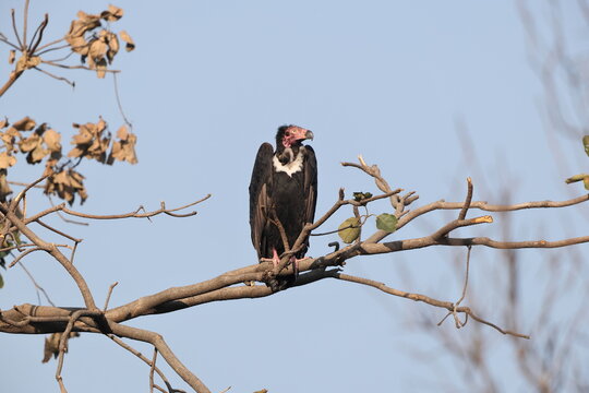 Red-headed vulture (Sarcogyps calvus), also known as the Asian king vulture, Indian black vulture or Pondicherry vulture,is an Old World vulture mainly found in the Indian subcontinent.