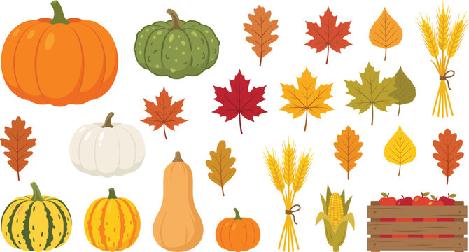 Autumn Thanksgiving Harvest Vector Element Set Featuring Orange White and Striped Pumpkins, Colorful Fall Leaves, Wheat Sheaves, Corn, and Apple Wooden Crate