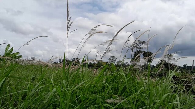Wild cogon grass blowing in the wind against dramatic cloudy sky
