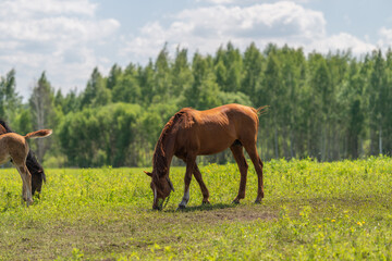 Obraz premium Young horses grazing in sunny meadow near forest