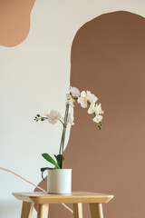 Fototapeta premium White phalaenopsis orchid plant in minimalist pot on wooden stool with abstract brown wall art, the background features a wall with abstract brown and beige shapes